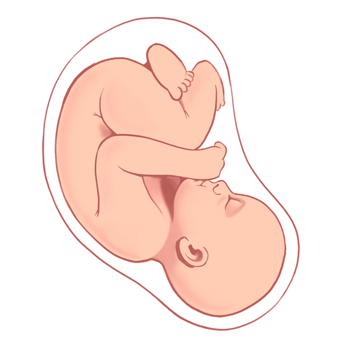 An illustration of a baby in a womb